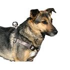 Hundegeschirr